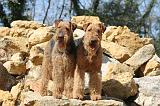 AIREDALE TERRIER 102